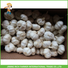 Vente en gros Jinxiang China Fresh White White Garlic Good Price 5.0CM Mesh Bag En Carton